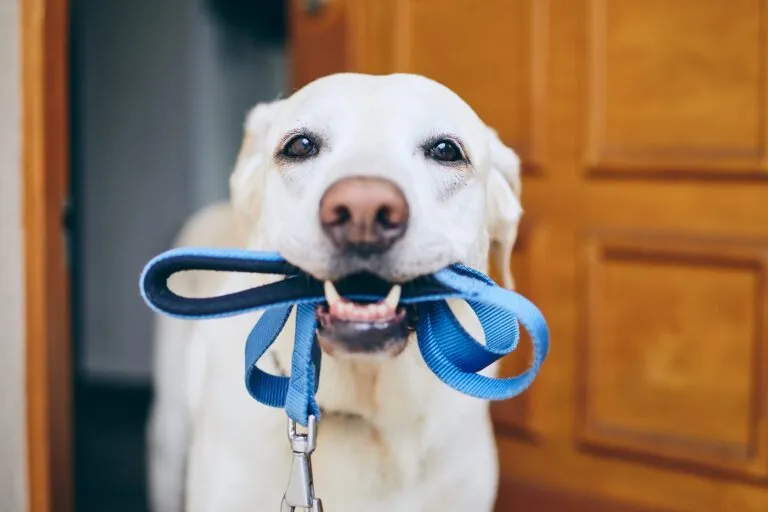 Ein Leitfaden für Einsteiger: Hundezubehör online