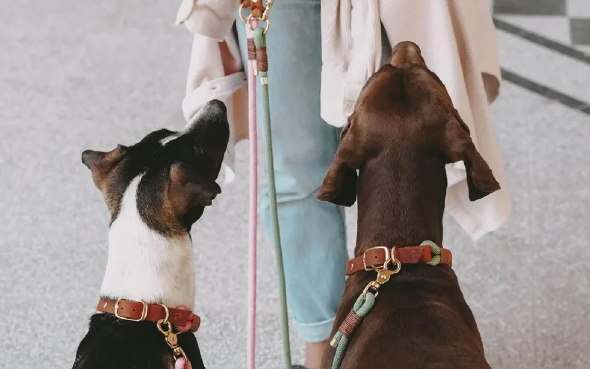Hundezubehör online: Vor- und Nachteile