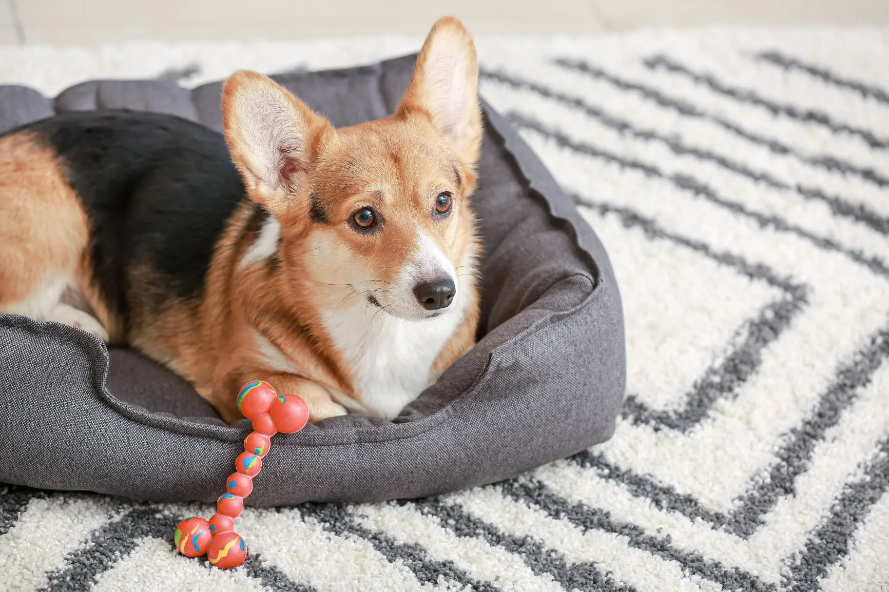 Warum Hundezubehör online wichtig ist