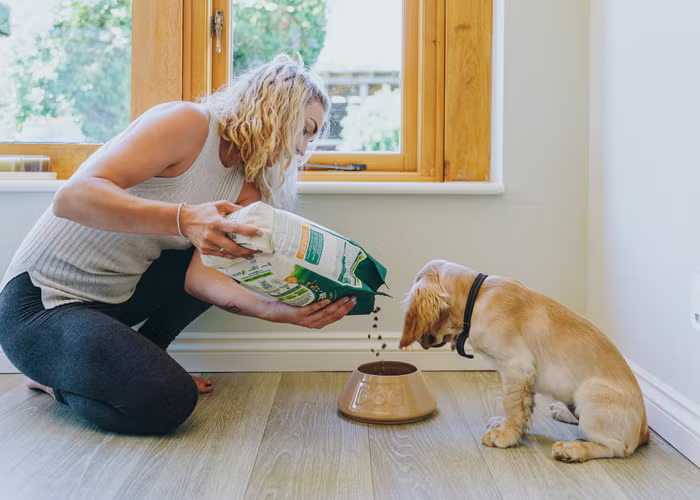 Der komplette Leitfaden zu Hundezubehör online